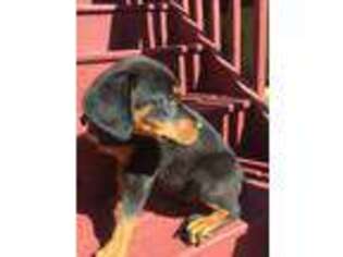 Rottweiler Puppy for sale in Suwanee, GA, USA