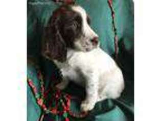 English Springer Spaniel Puppy for sale in West Plains, MO, USA