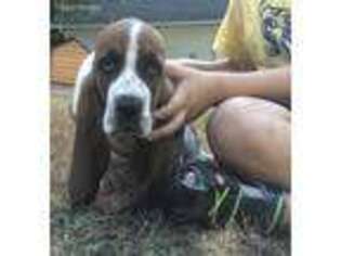 Basset Hound Puppy for sale in Union, WA, USA