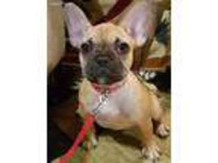 French Bulldog Puppy for sale in Dolton, IL, USA