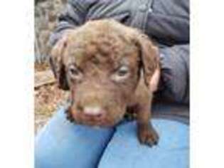Chesapeake Bay Retriever Puppy for sale in Pine City, MN, USA