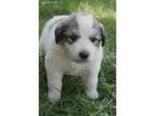 Great Pyrenees Puppy for sale in Wisconsin Rapids, WI, USA