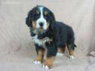 Bernese Mountain Dog Puppy for sale in Kalona, IA, USA
