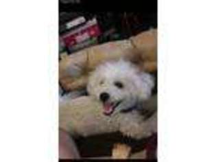 Bichon Frise Puppy for sale in Sussex, NJ, USA