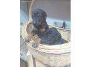Doberman Pinscher Puppy for sale in Coarsegold, CA, USA