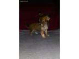 Chihuahua Puppy for sale in Hornbeak, TN, USA