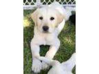Labrador Retriever Puppy for sale in Machias, NY, USA