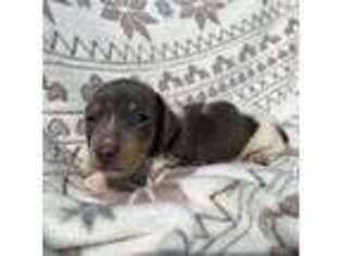 Dachshund Puppy for sale in Pilot Rock, OR, USA