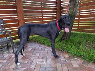 Great Dane Puppy for sale in Winter Haven, FL, USA