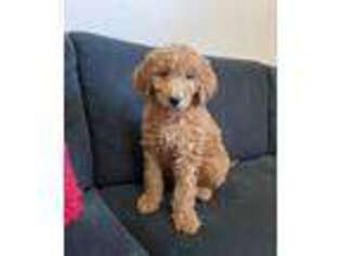 Goldendoodle Puppy for sale in Blue Island, IL, USA