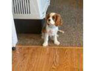 Cavalier King Charles Spaniel Puppy for sale in Omaha, NE, USA