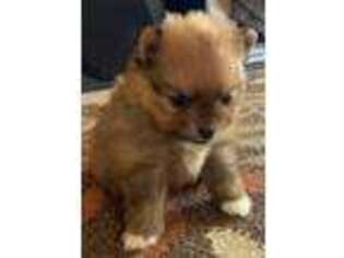 Pomeranian Puppy for sale in Moriarty, NM, USA