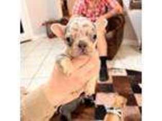 French Bulldog Puppy for sale in Oviedo, FL, USA
