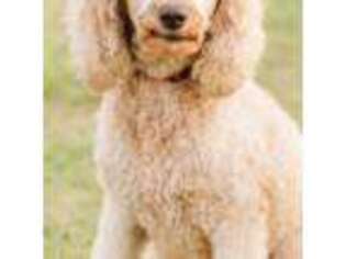 Goldendoodle Puppy for sale in Tarboro, NC, USA