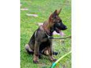 German Shepherd Dog Puppy for sale in Paige, TX, USA