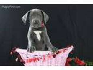 Great Dane Puppy for sale in Millersburg, OH, USA