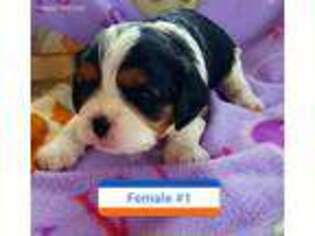Cavalier King Charles Spaniel Puppy for sale in Anderson, IN, USA