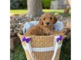 Mutt Puppy for sale in Andover, KS, USA