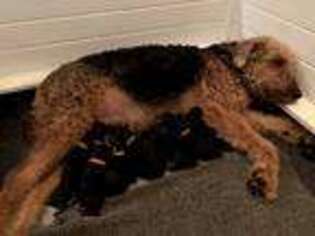 Airedale Terrier Puppy for sale in New Milford, CT, USA
