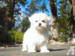 Maltese Puppy for sale in WALNUT CREEK, CA, USA