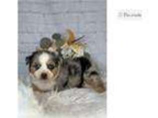 Miniature Australian Shepherd Puppy for sale in Springfield, MO, USA
