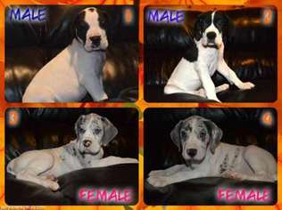 Great Dane Puppy for sale in West Valley, NY, USA