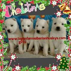 Medium Photo #1 Siberian Husky Puppy For Sale in Pittsburgh, PA, USA