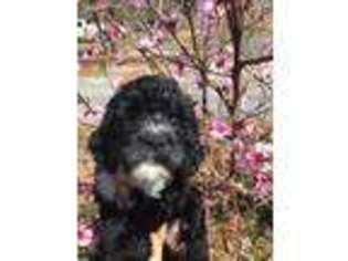 Portuguese Water Dog Puppy for sale in Marshall, NC, USA