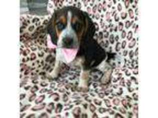 Beagle Puppy for sale in Narvon, PA, USA