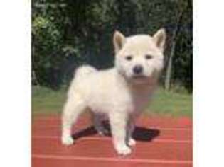 Shiba Inu Puppy for sale in Marshall, MN, USA