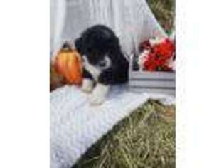Mutt Puppy for sale in Rhome, TX, USA