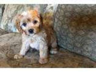 Cavapoo Puppy for sale in Chehalis, WA, USA