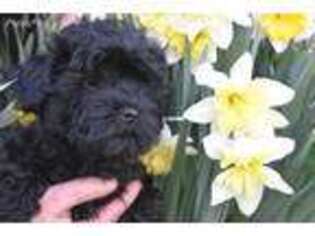 Russian Tsvetnaya Bolonka Puppy for sale in Millerstown, PA, USA