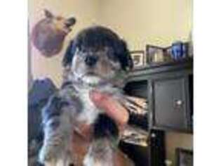 Pembroke Welsh Corgi Puppy for sale in Scottsdale, AZ, USA