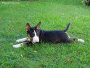 Bull Terrier Puppy for sale in Mitchell, SD, USA