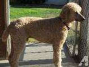 Labradoodle Puppy for sale in BAKERSFIELD, CA, USA
