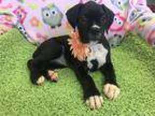 Boxer Puppy for sale in Wauseon, OH, USA