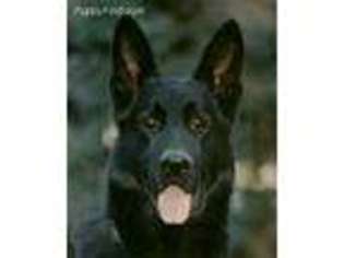 German Shepherd Dog Puppy for sale in Coeur D Alene, ID, USA