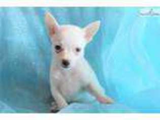Chihuahua Puppy for sale in Greensboro, NC, USA