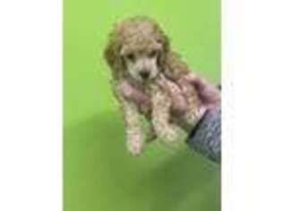 Mutt Puppy for sale in Lewistown, MT, USA
