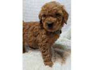 Goldendoodle Puppy for sale in Grafton, WV, USA