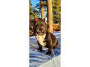 Mutt Puppy for sale in Clifton Park, NY, USA