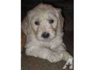 Goldendoodle Puppy for sale in THREE OAKS, MI, USA