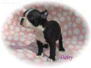 Boston Terrier Puppy for sale in Amston, CT, USA