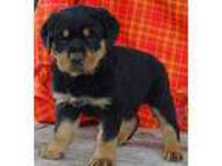 Rottweiler Puppy for sale in Fountain City, IN, USA