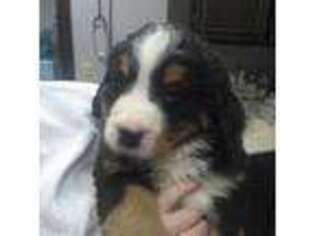 Bernese Mountain Dog Puppy for sale in Percival, IA, USA
