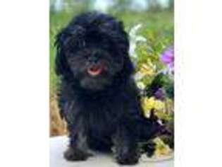 Shih-Poo Puppy for sale in Alma, GA, USA