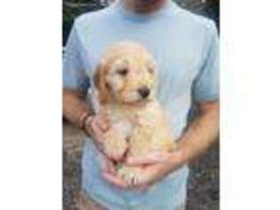 Goldendoodle Puppy for sale in Atmore, AL, USA