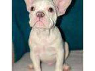 French Bulldog Puppy for sale in Hope, KS, USA