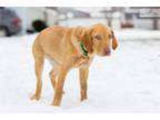 Labrador Retriever Puppy for sale in Flint, MI, USA